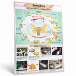 Sericulture (L. H. Silkworm)
